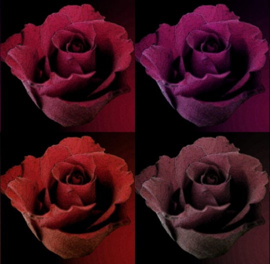 Fototapeta Eco Rose 2212