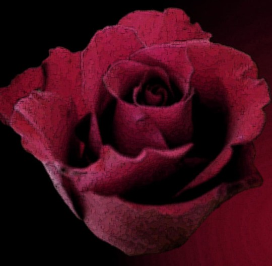 Fototapeta Eco Rose 2213