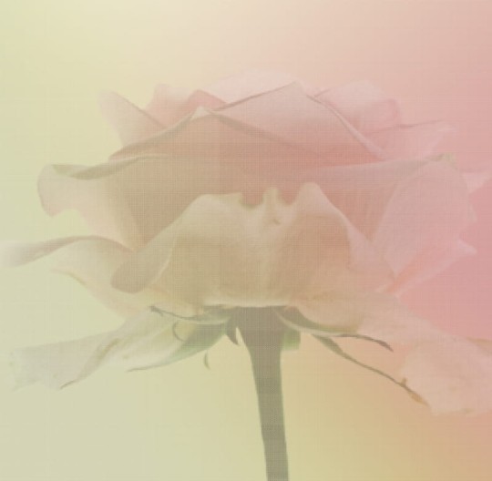 Fototapeta Eco Rose 2214