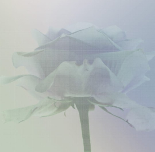Fototapeta Eco Rose 2215