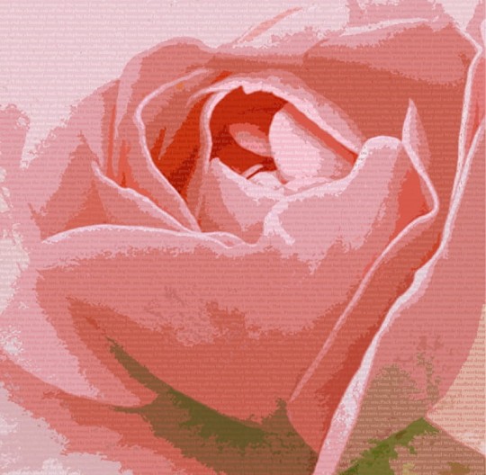 Fototapeta Eco Rose 2226