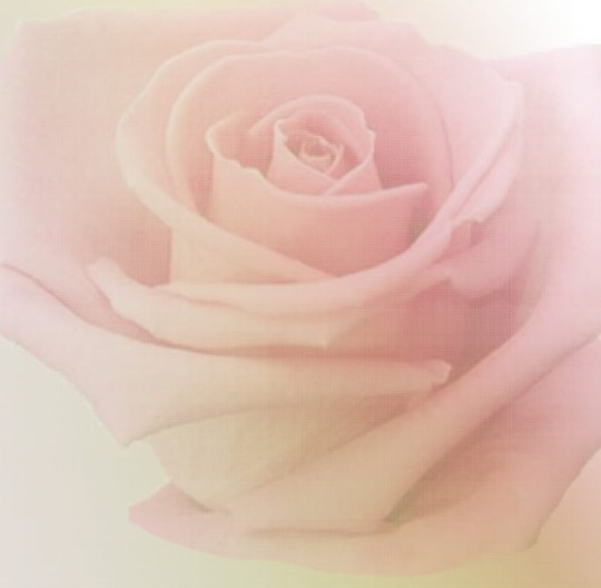 Fototapeta Eco Rose 2229