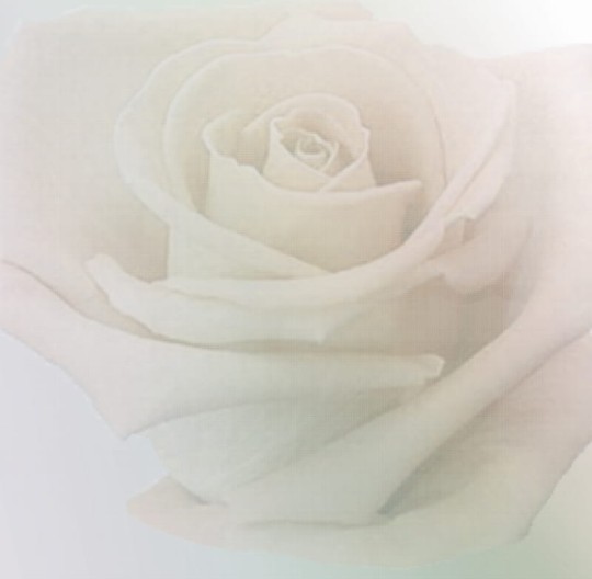 Fototapeta Eco Rose 2230