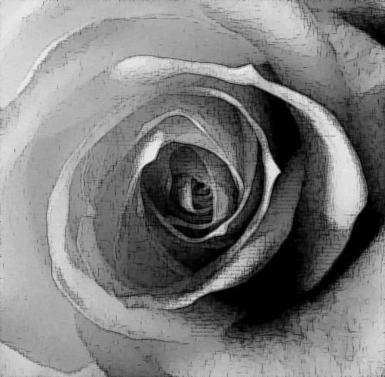 Fototapeta Eco Rose 2233