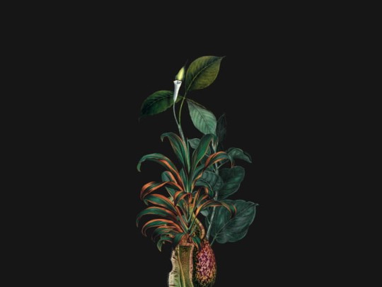 BN 300363 Rive Roshan Calla-Alata Dark - mural z motywem kwiatów i liści na jednolitym tle
