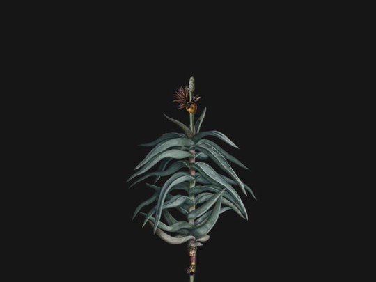 BN 300366 Rive Roshan Aloe-Acatus Dark - mural z motywem kwiatów i liści na jednolitym tle