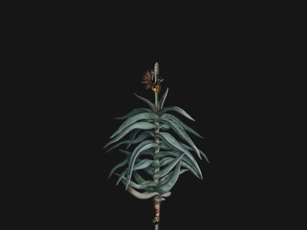 BN 300366 Rive Roshan Aloe-Acatus Dark - mural z motywem kwiatów i liści na jednolitym tle