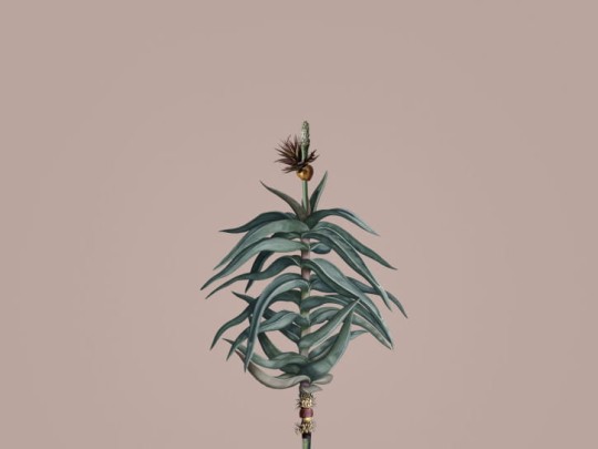 BN 300367 Rive Roshan Aloe-Acatus Mid - mural z motywem kwiatów i liści na jednolitym tle