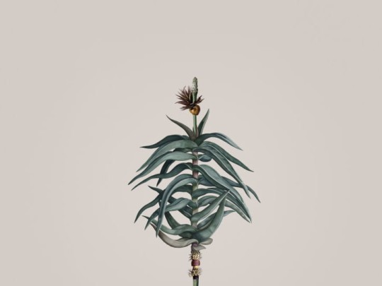 BN 300368 Rive Roshan Aloe-Acatus Light - mural z motywem kwiatów i liści na jednolitym tle