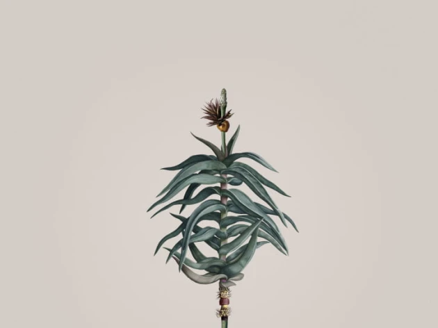BN 300368 Rive Roshan Aloe-Acatus Light - mural z motywem kwiatów i liści na jednolitym tle
