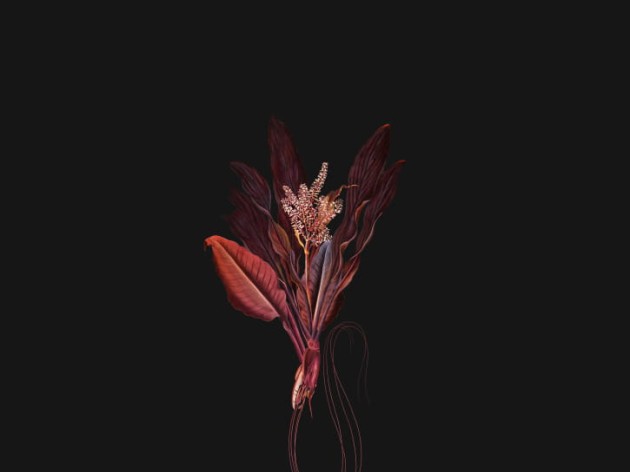 BN 300378 Rive Roshan Phyllum-Rubrum Dark - mural z motywem kwiatów i liści na jednolitym tle