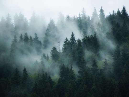 BN 300356 BN Studio Cloudy Woods - mural z motywem lasu we mgle