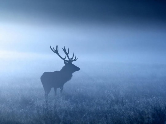 BN 300385 BN Studio Misty Deer - mural z motywem jelenia