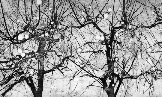 Wonderwall 35 0553 01 Vibrant - mural z motywem tajemniczych drzew z owocami