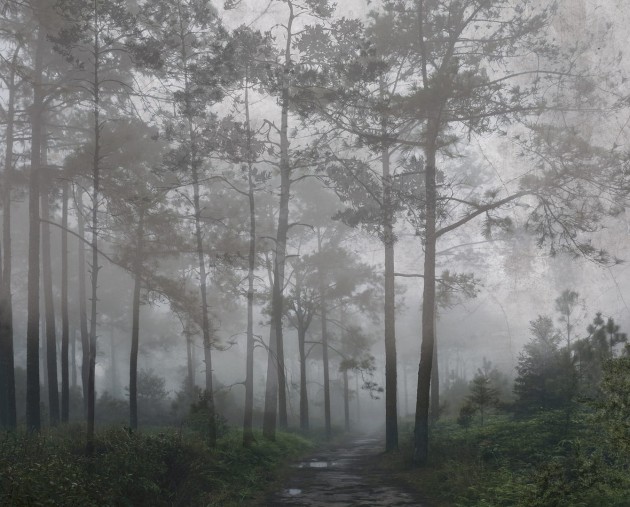 Dekorami Misty Forrest - mural las