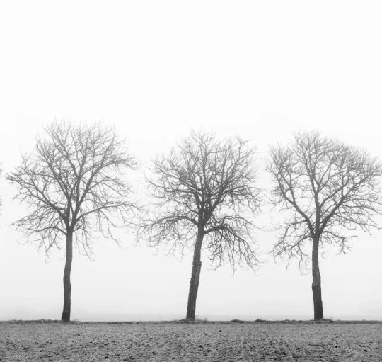 Rebel Walls R12981 Scandinavia Tree Soldiers - mural drzewa