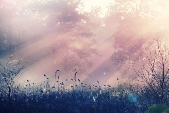 Rebel Walls R15361 Palette Pink Dawn - mural leśny z mgłą