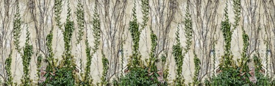 Rebel Walls R17191 Well-Being Climbing Ivy - mural bluszcz