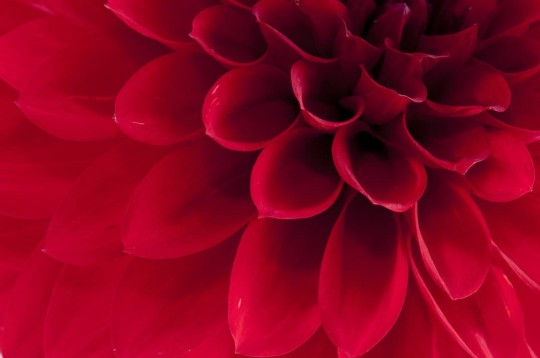 Rebel Walls R10601 Panorama Dahlia - mural kwiat