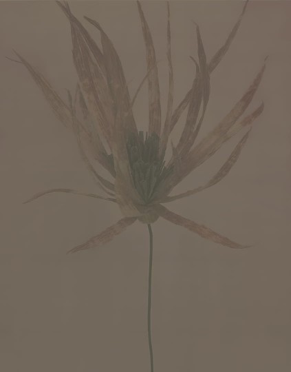Wall & Deco Contemporary 2024 WDTR2401 Traslucido - mural kwiat