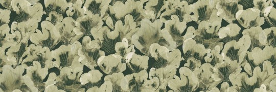 Rebel Walls R19823 Anna Norrman Corals Green - mural w koralowce