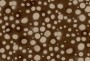 9c17a316994a17321a2516e51f4d8c04