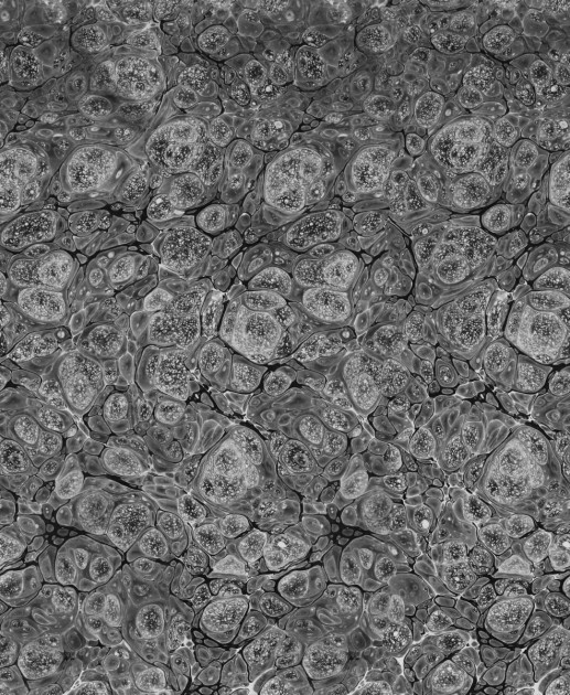 Rebel Walls R18786 Natural Aesthetic Marbling Graphite - mural marmur