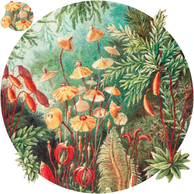 Wall Art Fairytale Vivid - mural koło z motywem lasu