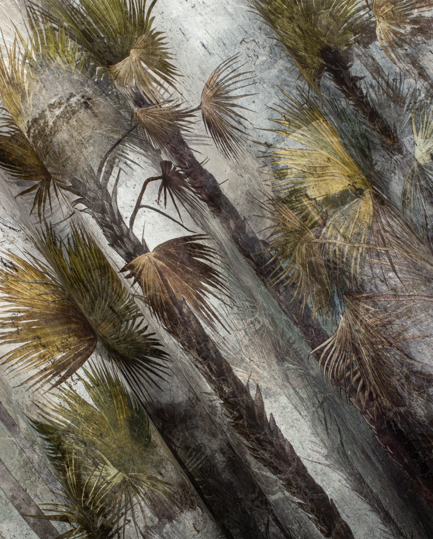 Wonderwall 35 0634 08 Taman - mural w palmy