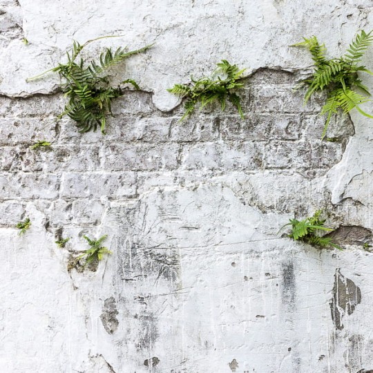 Les Dominotiers DOM_406_SM Volume 6 Textures Brut Plants & Brick Wall Blanc et Vert - mural imitujący zniszczoną ścianę ceglaną porośniętą przez rośliny