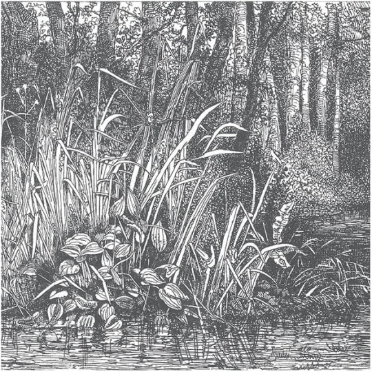 Les Dominotiers DOM_1516_SM Volume 4 Bushy Woods - mural w grawer lasu