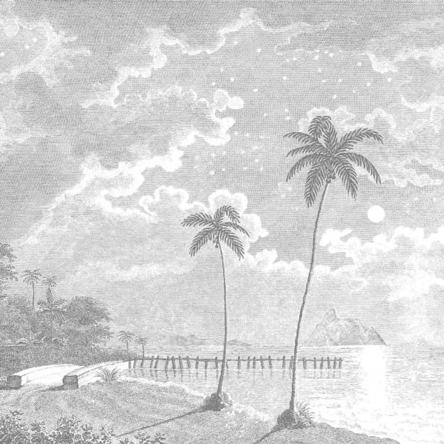 Les Dominotiers DOM_308 Volume 5 Palmar - mural w delikatne palmy