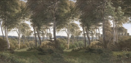 Rebel Walls R18807 Scenic Landscapes Danish Forest Morning - mural w drzewa