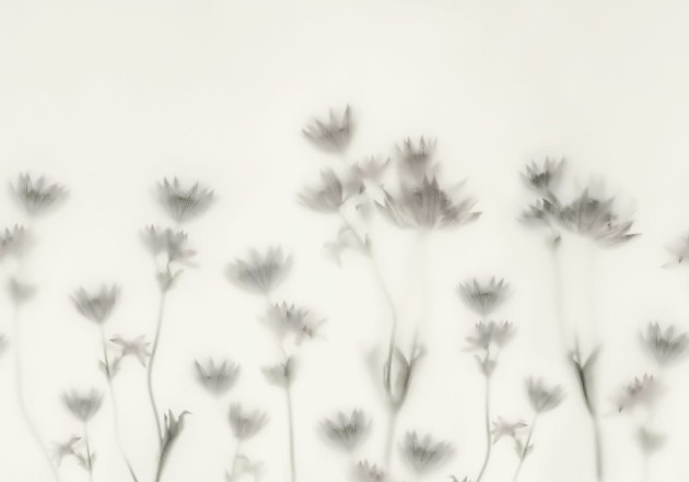 Rebel Walls R18882 Mystic Shades Astrantia Black & White - mural w kwiecisty motyw