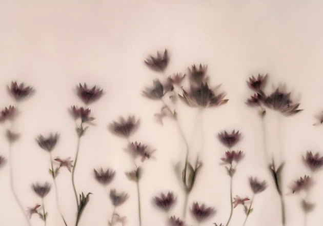Rebel Walls R18883 Mystic Shades Astrantia Pink - mural w kwiecisty motyw