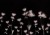 57a491483005d0b2ae83f3558784ba24
