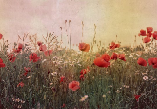 Rebel Walls R18869 Mystic Shades Poppy Field Dawn - mural w maki na łące