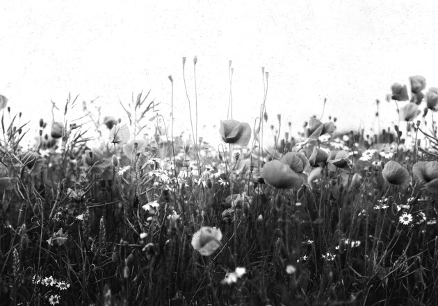 Rebel Walls R18871 Mystic Shades Poppy Field Black & White - mural w maki na łące