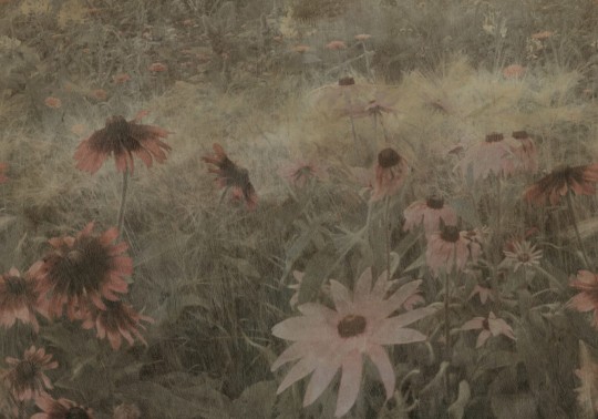 Rebel Walls R20174 Mystic Shades Dreamy Rudbeckia Pink - mural w żółte kwiaty