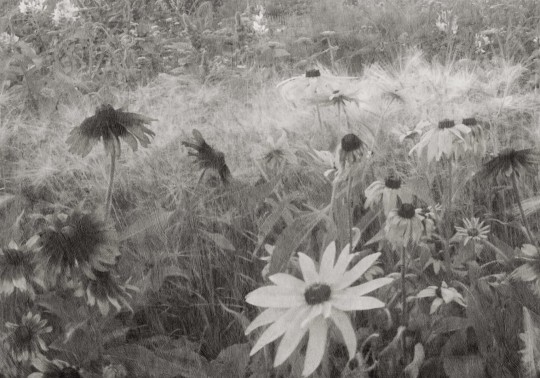 Rebel Walls R20175 Mystic Shades Dreamy Rudbeckia Black & White - mural w żółte kwiaty