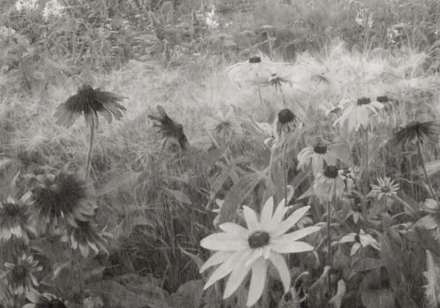 Rebel Walls R20175 Mystic Shades Dreamy Rudbeckia Black & White - mural w żółte kwiaty