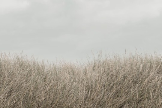 Rebel Walls R18850 Mystic Shades Scandinavian Reed Beige - mural w trzcinę