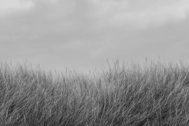 Rebel Walls R18851 Mystic Shades Scandinavian Reed Black & White - mural w trzcinę