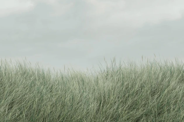 Rebel Walls R18852 Mystic Shades Scandinavian Reed Green - mural w trzcinę