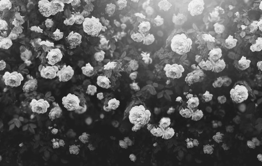 Rebel Walls R18856 Mystic Shades Regal Rose Black & White - mural w róże