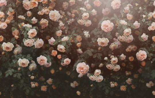 Rebel Walls R18857 Mystic Shades Regal Rose Apricot - mural w róże