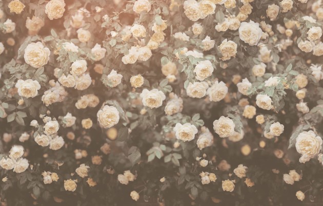 Rebel Walls R18858 Mystic Shades Regal Rose Vintage - mural w róże