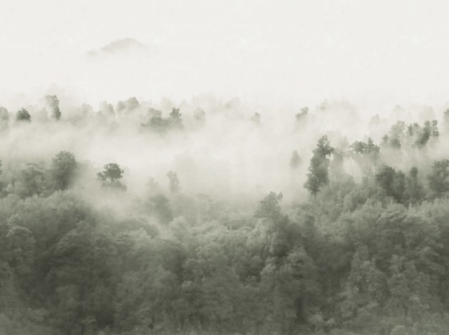 Rebel Walls R18865 Mystic Shades Misty Woodland Light Green - mural w zamglony las