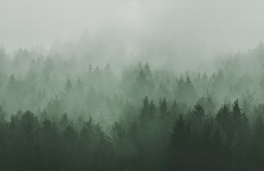 Rebel Walls R18866 Mystic Shades Cloudy Forest Green - mural w zamglony las