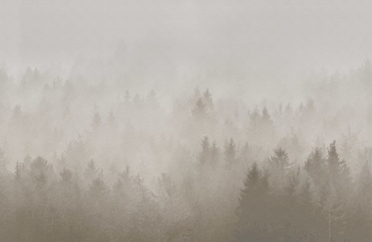 Rebel Walls R18867 Mystic Shades Cloudy Forest Beige - mural w zamglony las